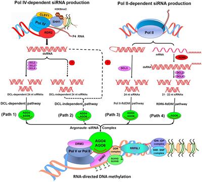 Dynamics of DNA Methylation and Its Functions in Plant Growth and Development